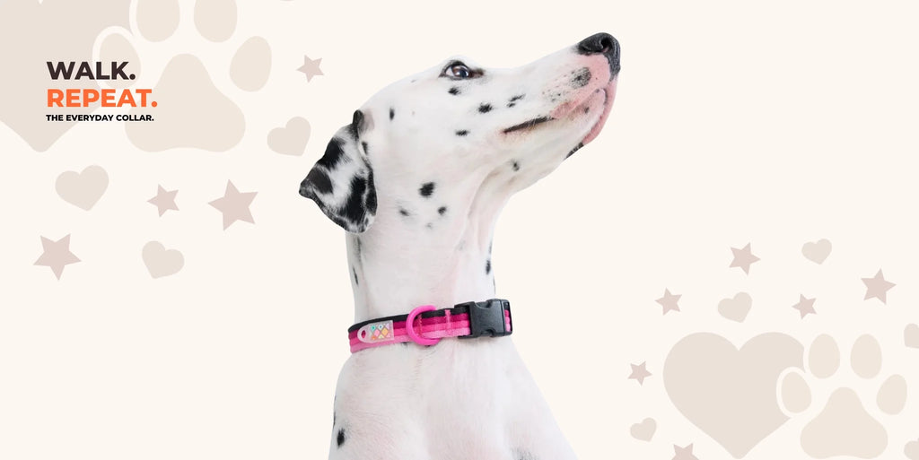 Dalmatian wearing a pink everyday dog collar with plastic buckle – stylish and secure for daily walks.